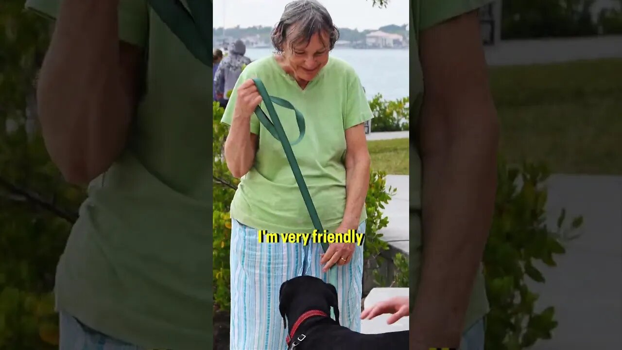Asking Dogs if Their Owner is Friendly 🐕 #shorts