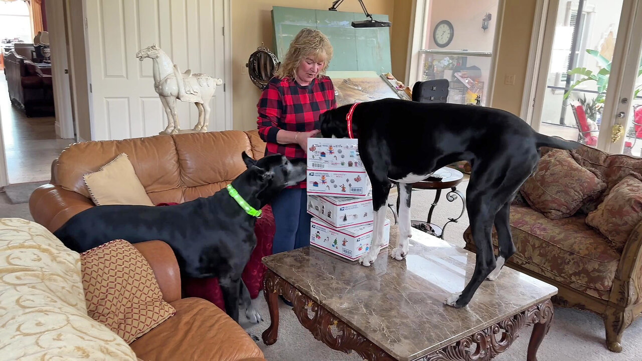 Great Dane Leaps On Table To Check Out Gifts