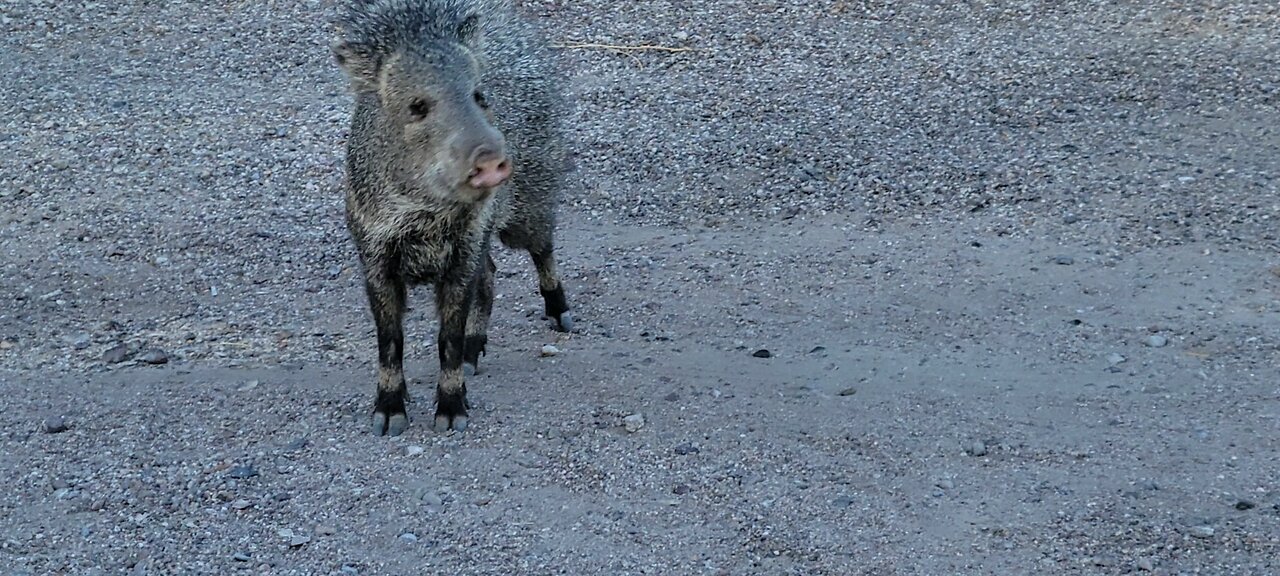 Javelina in the wild