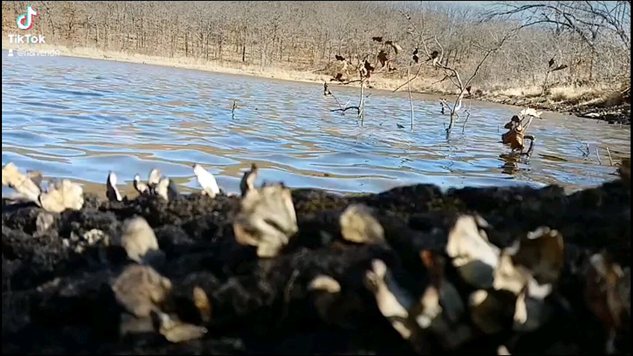 a moment by the water... Okmulgee Game Refuge