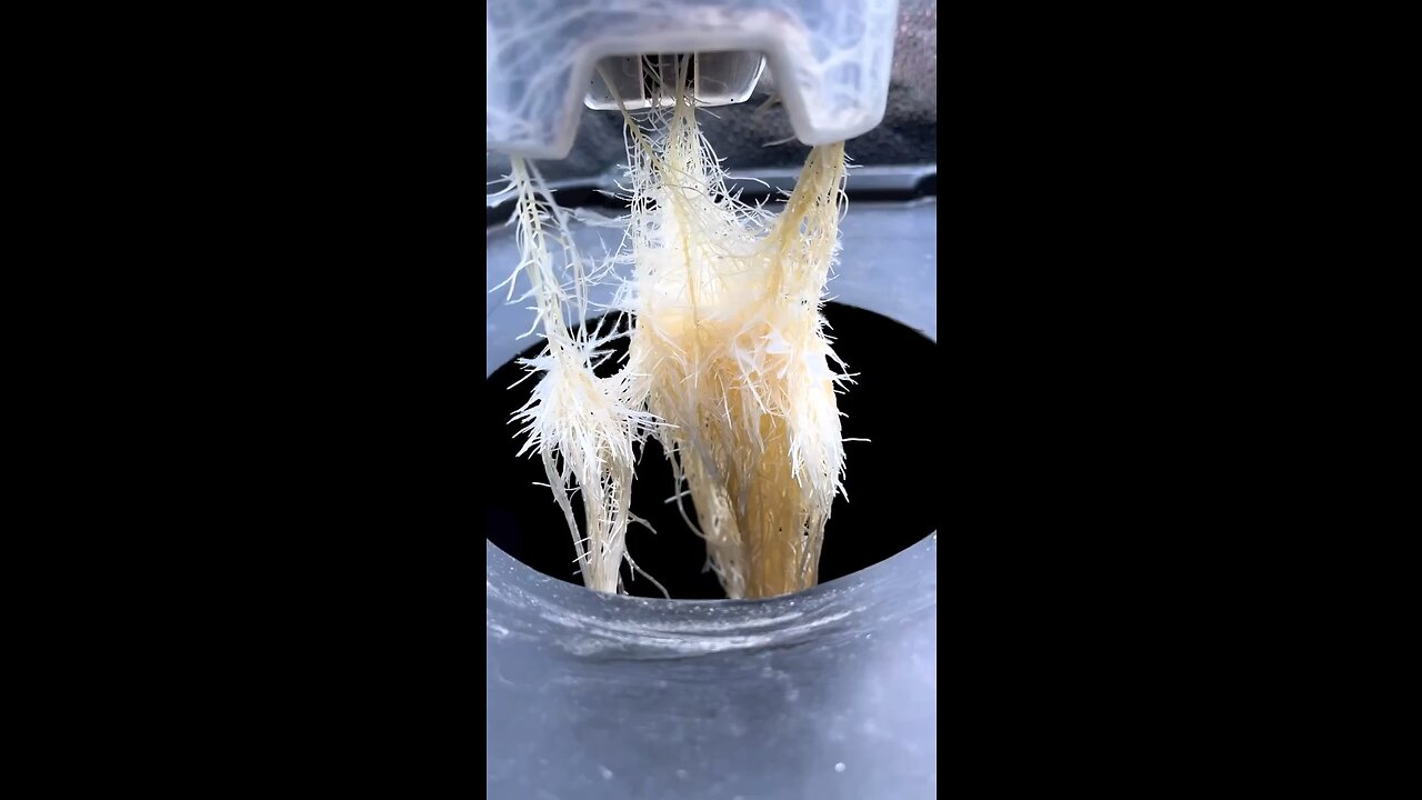 Root action