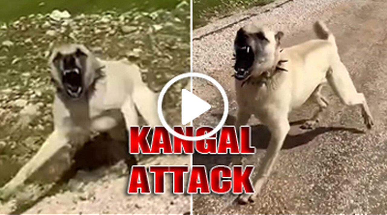 Giant Kangal Shepherd Dog Face to Face Attack