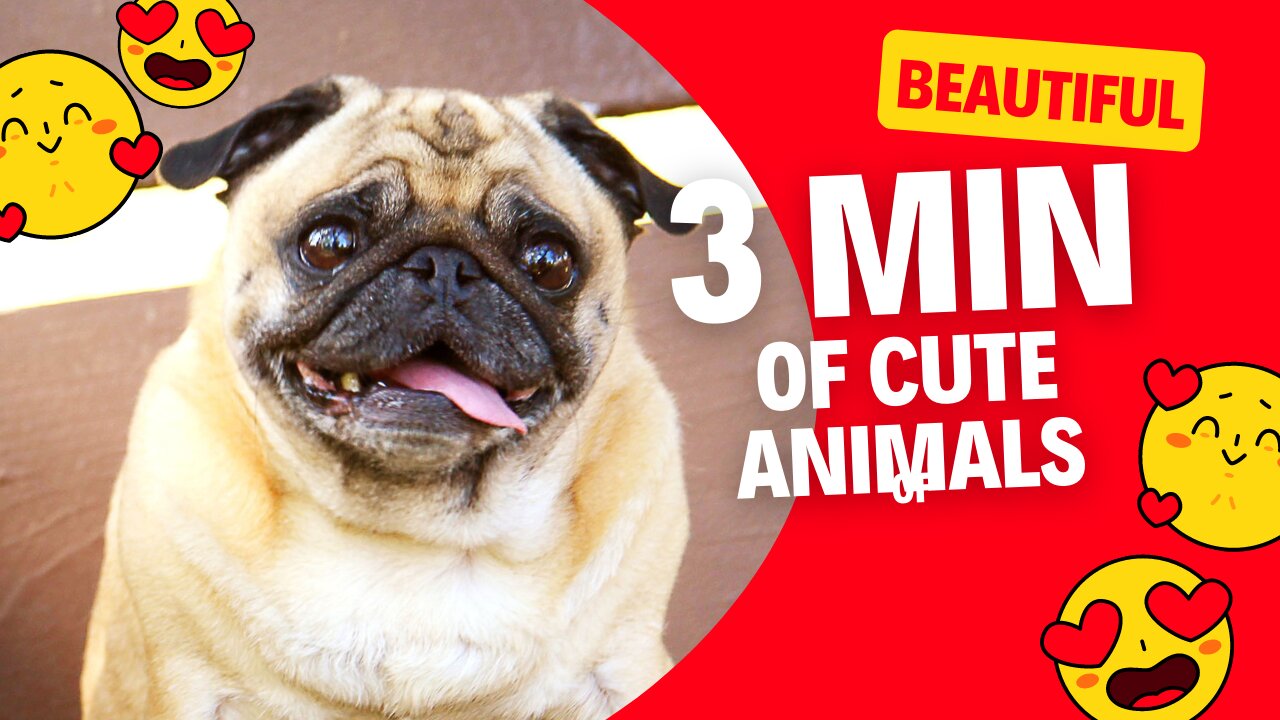 3 min of Cute Animals