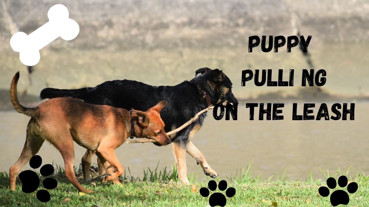 How To Stop Your Dog PULLING On The Leash