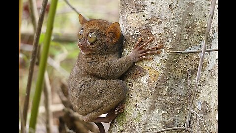 5 Fun Facts About The Tarsier