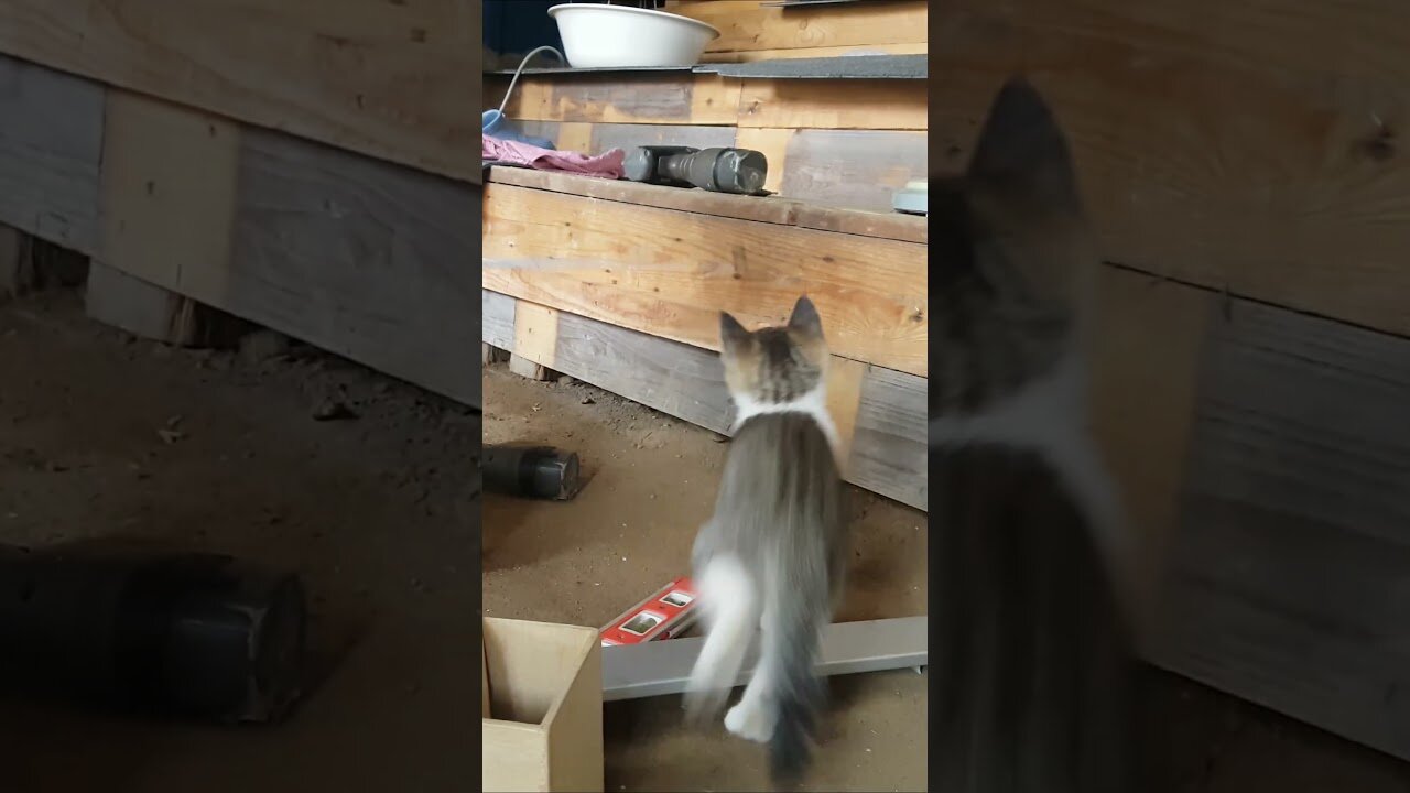Kitten