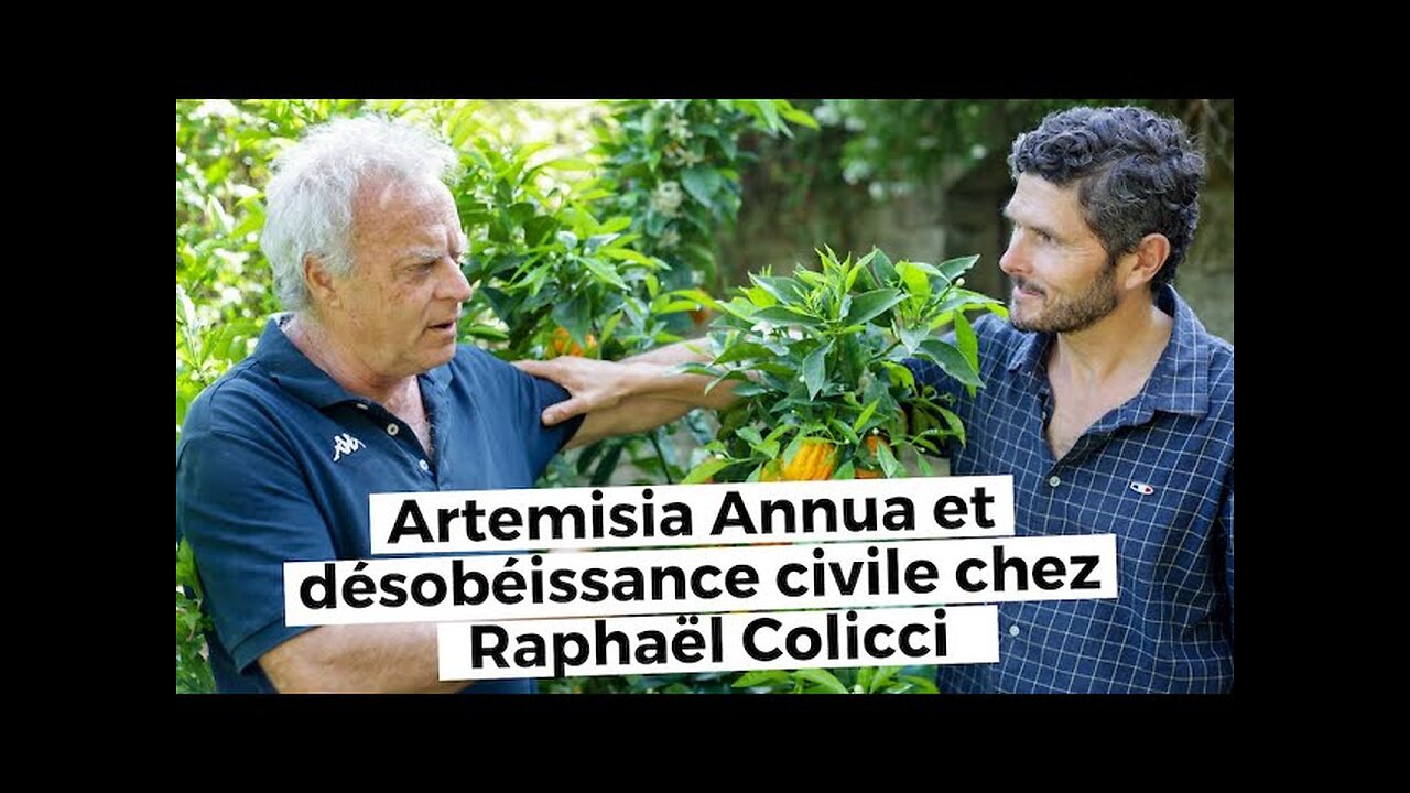 Artemisia Annua et désobéissance civile chez Raphaël Colicci