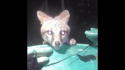 MFD Zoo’s Rare GOLD EYE SILVER FOX wOw