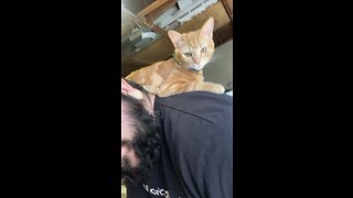 My cat chilling on my shoulders