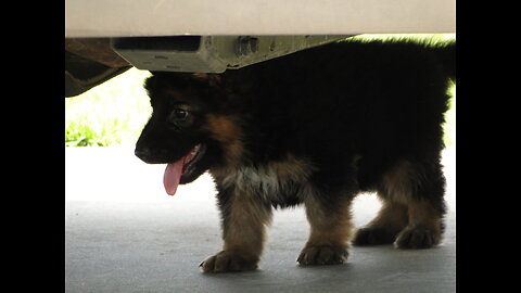 PUPPIES German Shepherd puppies playing with each other in the front yard Rome and Jules pups part 2