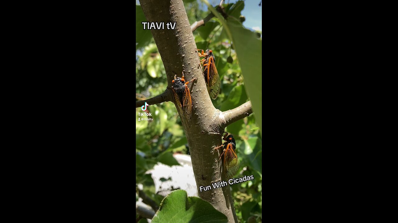 Fun With Cicadas- watch as I pet a cicada! Wow :) neat! #cicada #tiavitv #nature