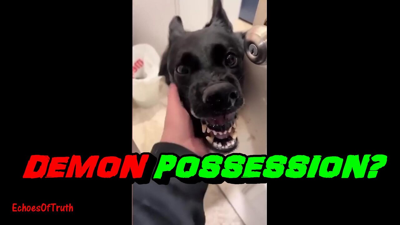 Paranormal Spirit Realm: Freaky Looking Doggy - Something Ain't Right That's For Sure!