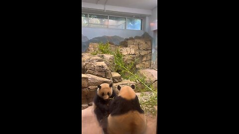 National zoo panda