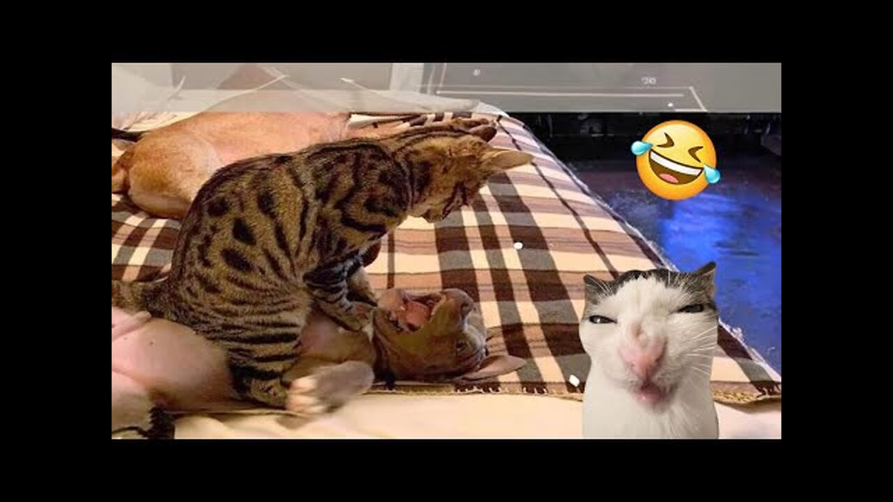 Try Not To Laugh Cats And Dogs Videos 😁 - Best Funniest Animals Video 2024 #1