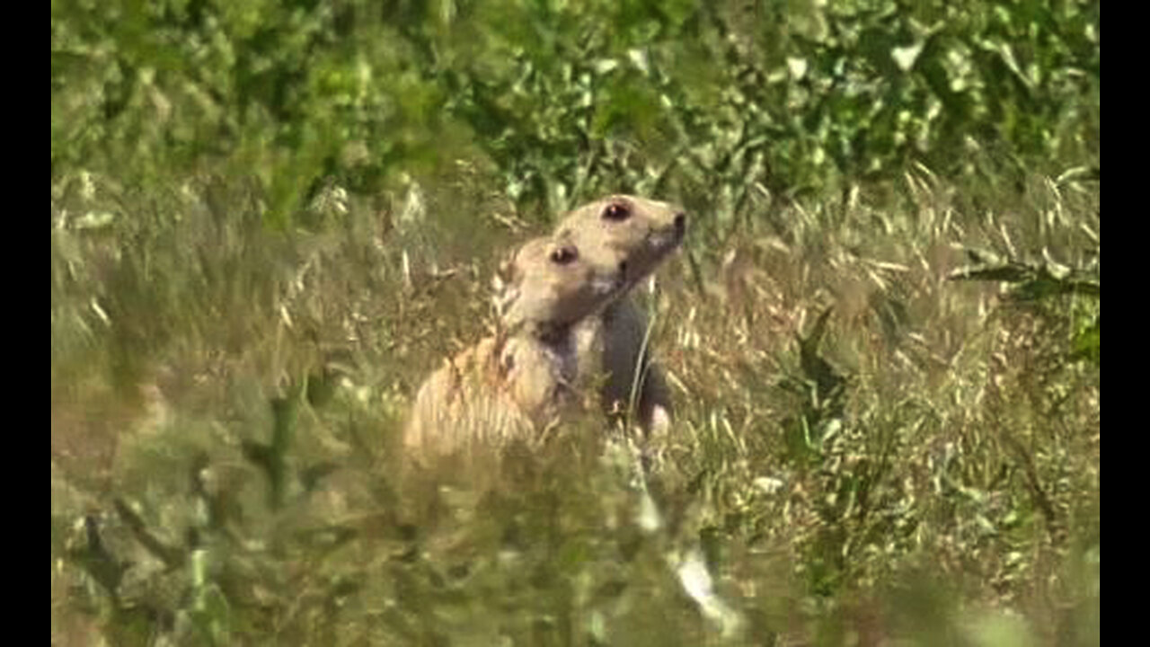 PD16.1 Suppressed Prairie Doggin'