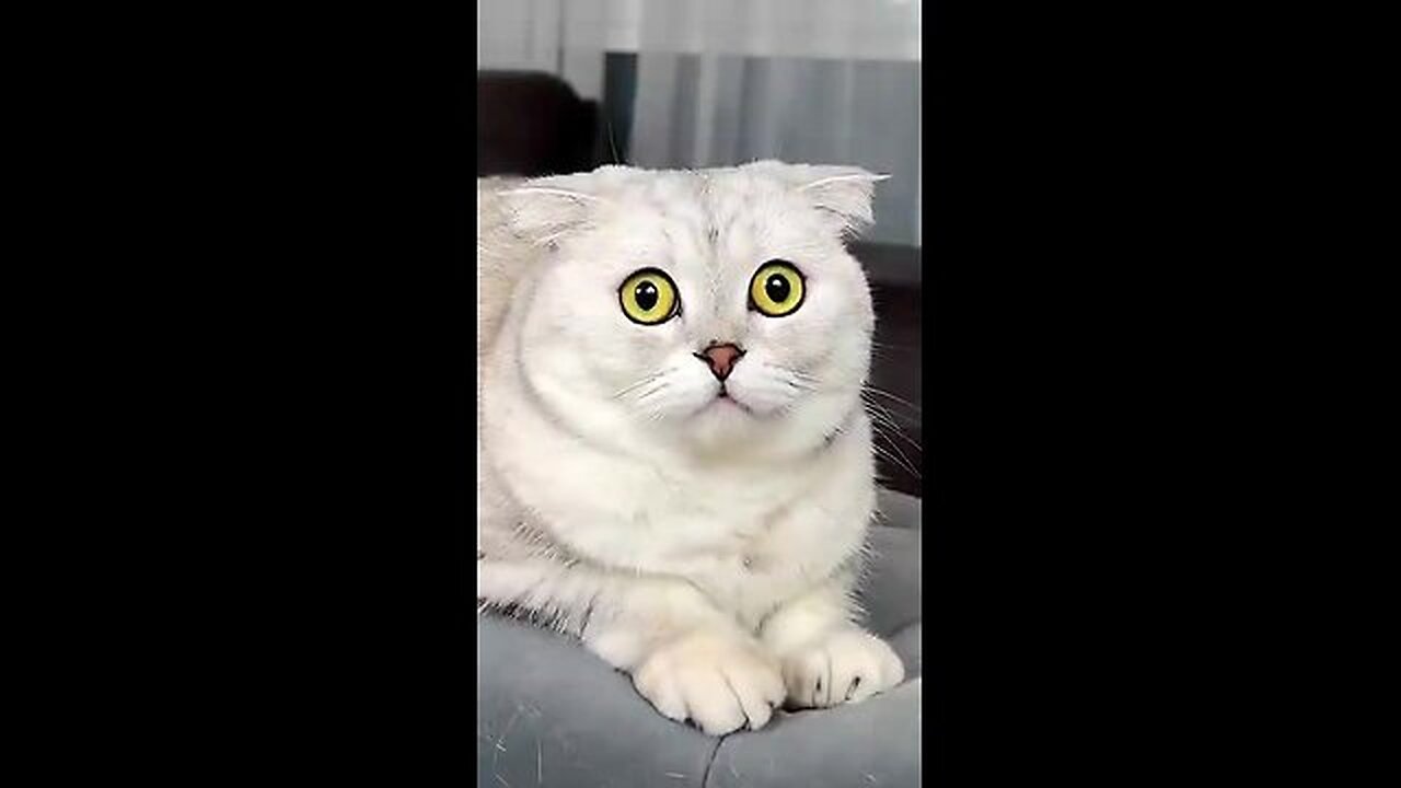 Fears of Sonya's cat🐱 Part No 5