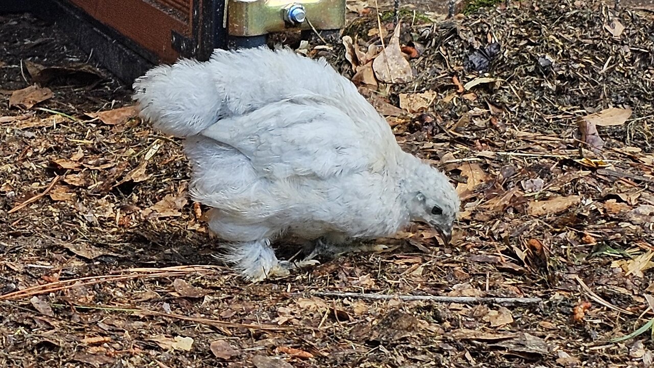 lots of activity with the chicks after rain