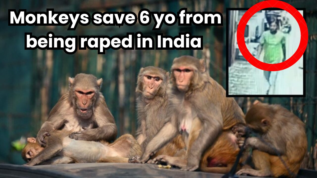 MONKEYS SAVE 6 YO GIRL FROM BEING R*PED IN INDIA.