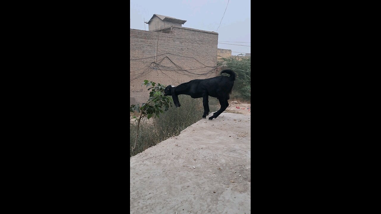 Goat on a Danger site Eating grazing