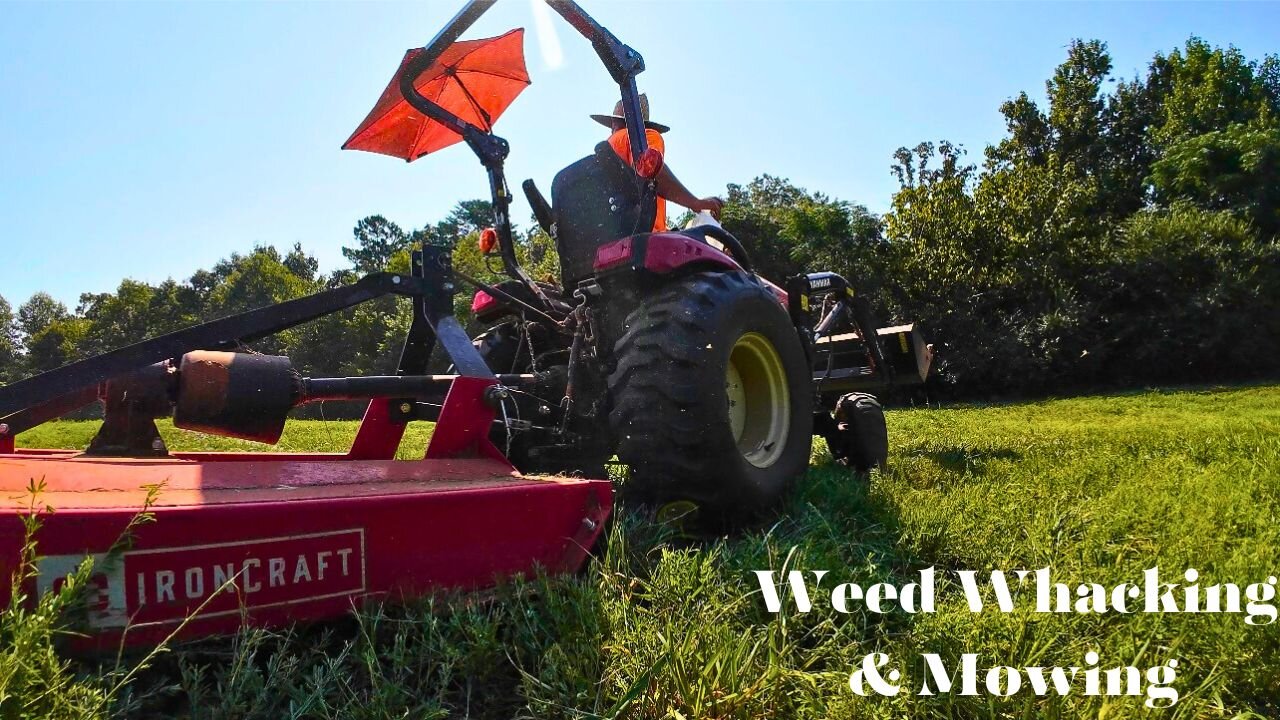 Weed Whacking & Mowing