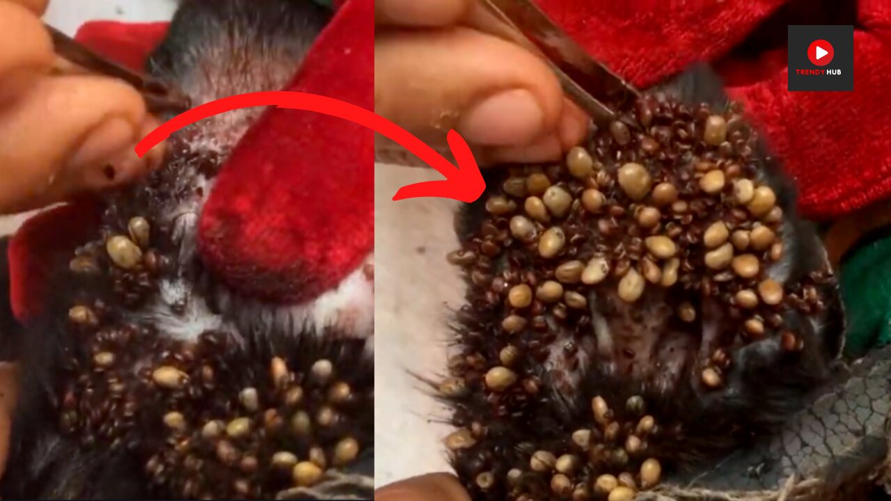 "Removing Ticks from a Dog's Ear: Extreme tick Infestation''