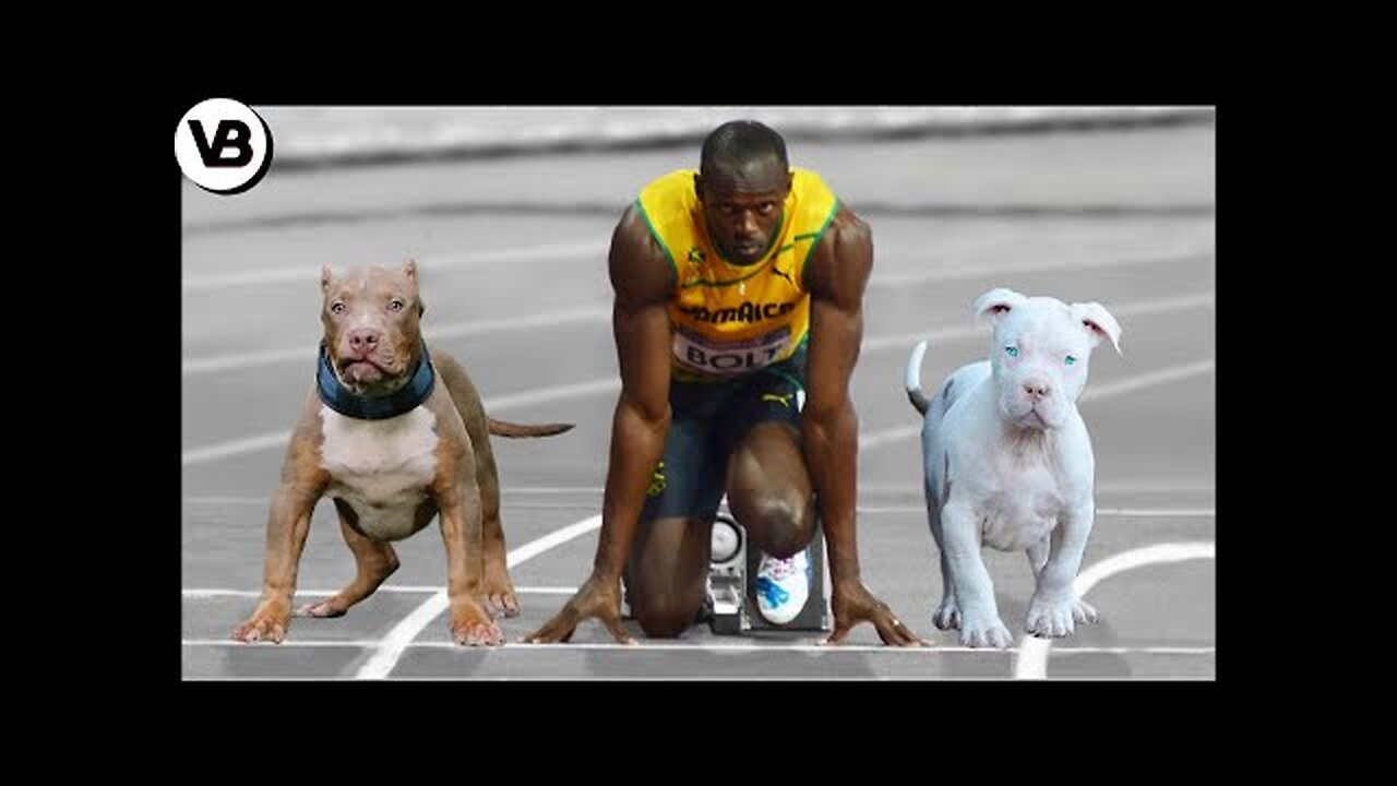 These Dogs Can Run Faster Than Usain Bolt