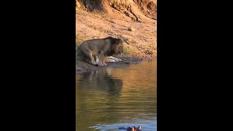 Hippo Sneaks Up On Lions