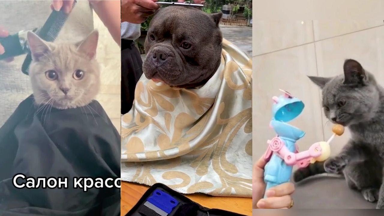 Cute Pets And Funny Animals 🐶 ! Video Compilation - PART: 51