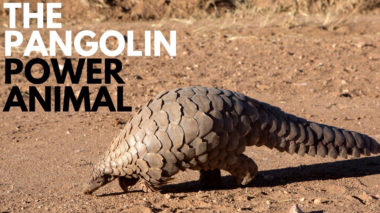 Pangolin Power Animal