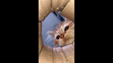 Cute cat playing