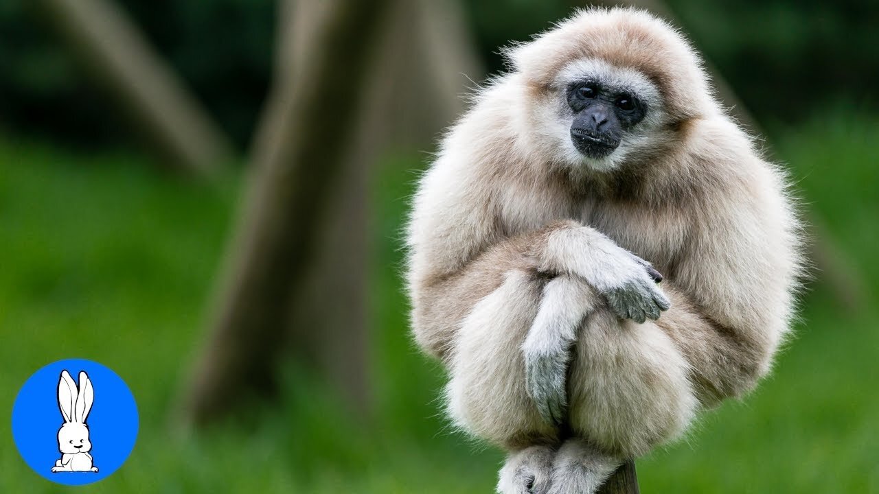 Cute Gibbons Playing & Climbing Into The Trees