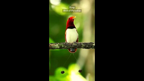 unique birds in the world