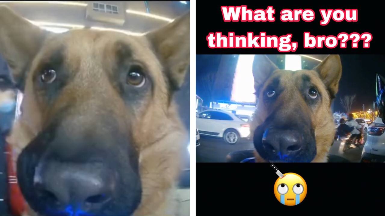 what the people think about the dog's thinking??