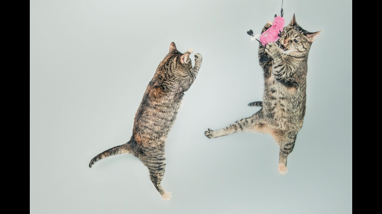 Funny Cats and Kittens Meowing Compilation