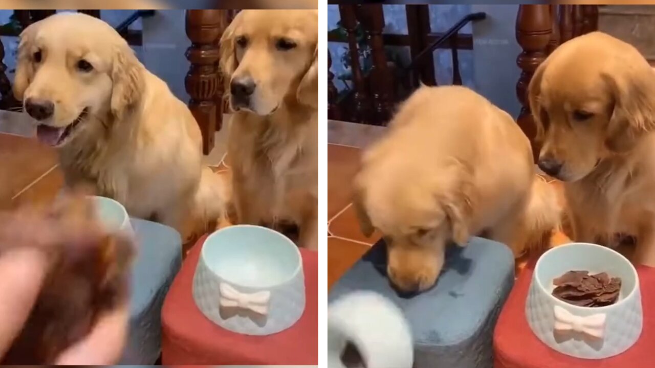 Funny Dogs Eating Reaction