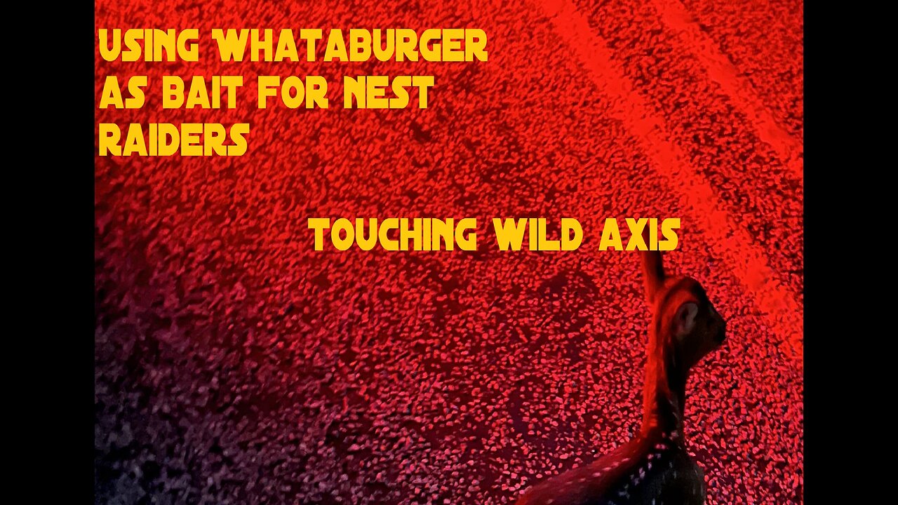 Using Whataburger As Bait For Nest Raiders/Touching A Live Wild Axis/Problems