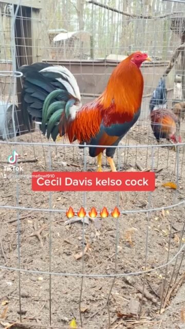 Cecil Davis Kelso