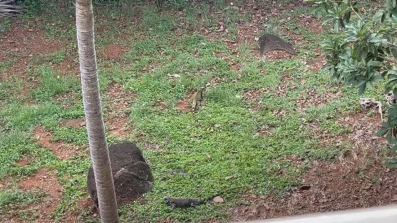 Iguanas in St. Thomas US Virgin Islands