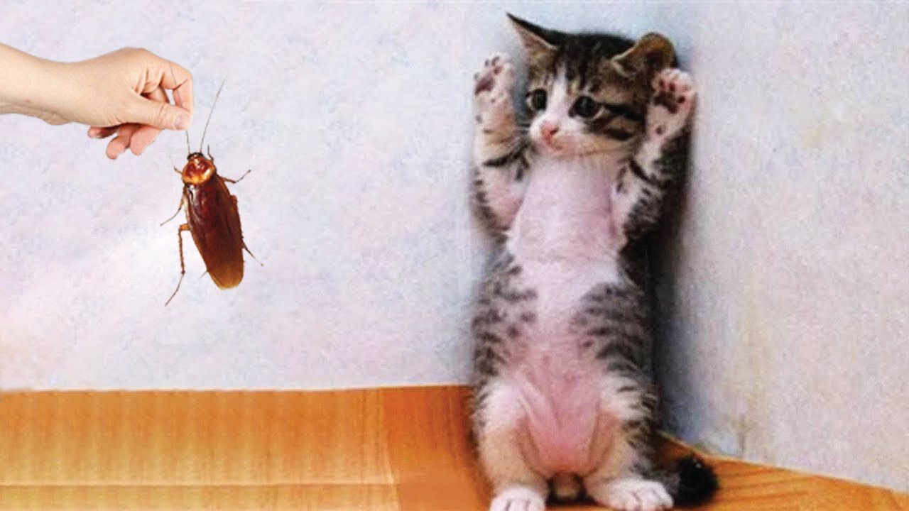 "Funny Feline and Canine Clips 2023: Cute Cats and Dogs Edition Part 1"