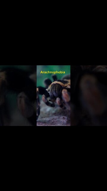 Arachnophobia #shorts #youtubeshorts #facts #didyouknow #viral #funfacts #doyouknow #shortsfeed