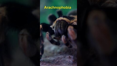 Arachnophobia #shorts #youtubeshorts #facts #didyouknow #viral #funfacts #doyouknow #shortsfeed