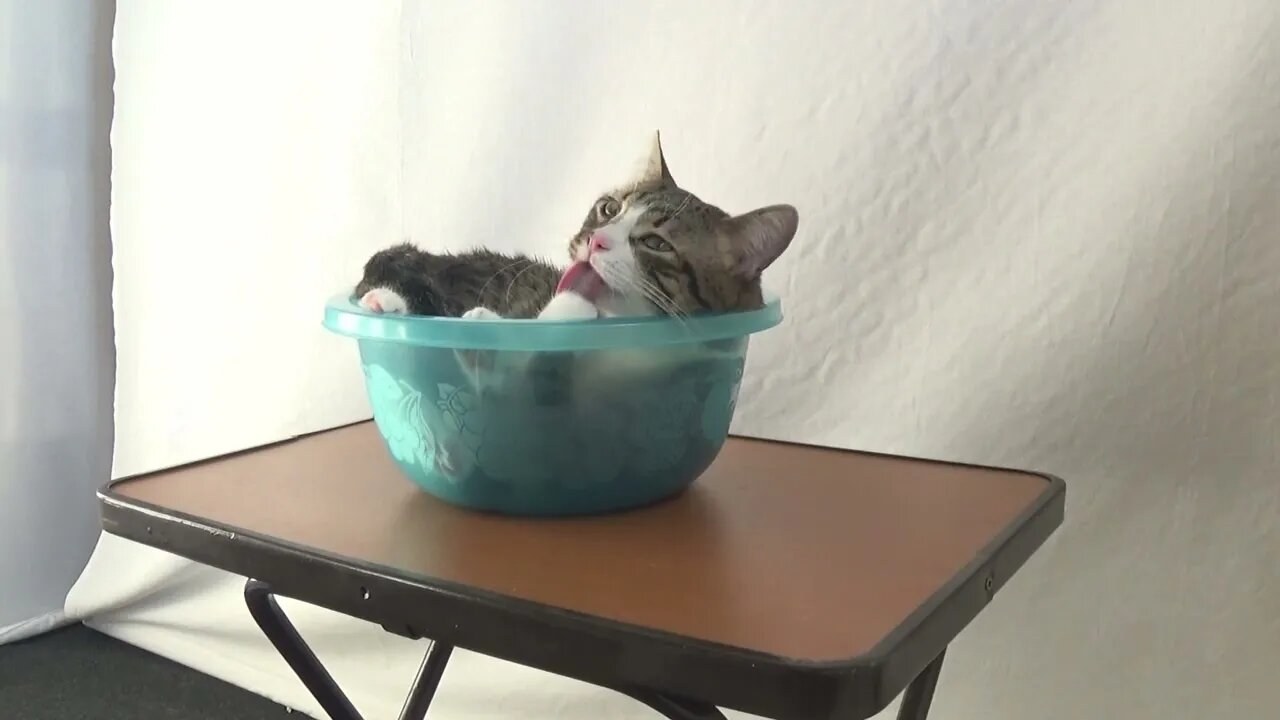 Cat Looks for the Smallest Recipient Possible to Take His Bath