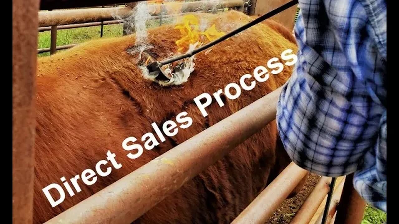 Direct to Consumer Beef PROCESS | From Calf to Steak How is it Done? (In the Chute - Round 115)