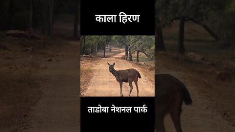 काला हिरण Rare Black deer ताडोबा नेशनल पार्क #blackdeer #tadobanationalpark #viralvideo2022