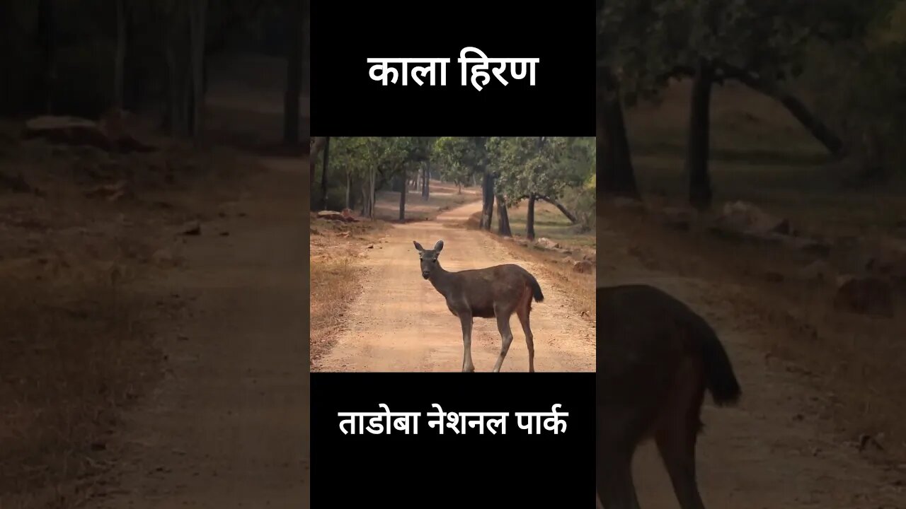 काला हिरण Rare Black deer ताडोबा नेशनल पार्क #blackdeer #tadobanationalpark #viralvideo2022