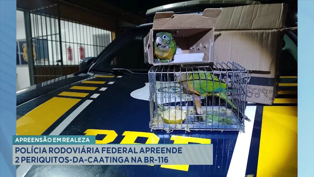 Apreensão em Realeza: Polícia Rodoviária Federal Apreende 2 Periquitos da caatinga na BR-116.