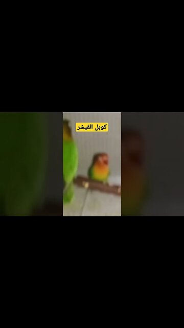 كوبل الفيشر كيوت روعة