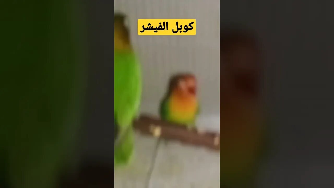 كوبل الفيشر كيوت روعة