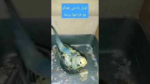 كوبل بادجي هوكو مع فراخها كيوت روعة