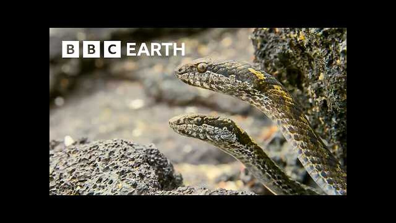 Greatest Fights in the Animal Kingdom: Part 3 | BBC Earth